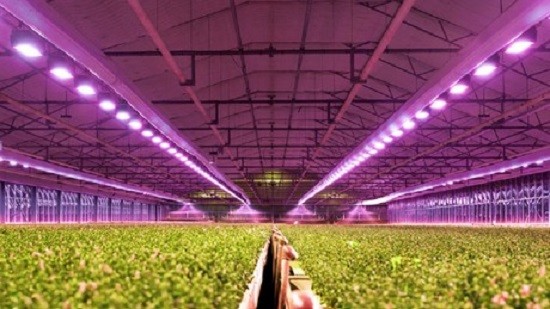 Jak przemysł rolniczy czerpie korzyści z oświetlenia LED do uprawy?